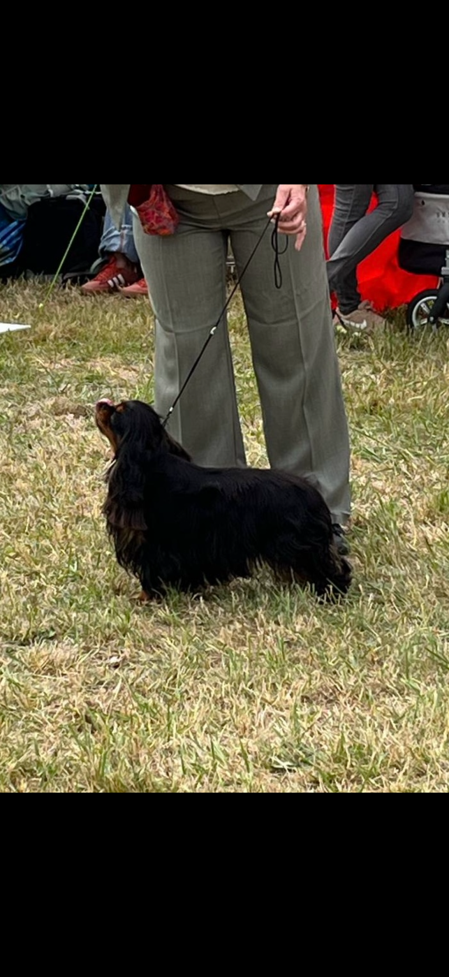 CH. Viva la vida de Castelburry - 1 er EX CAC