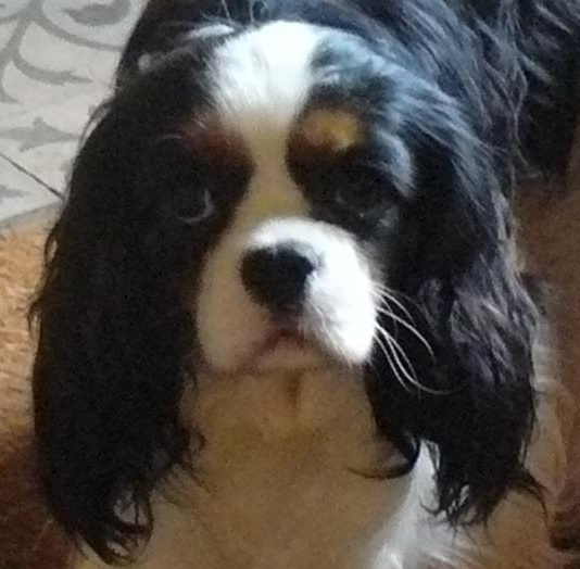 Gillingham de Castelburry - 3eme Excellent