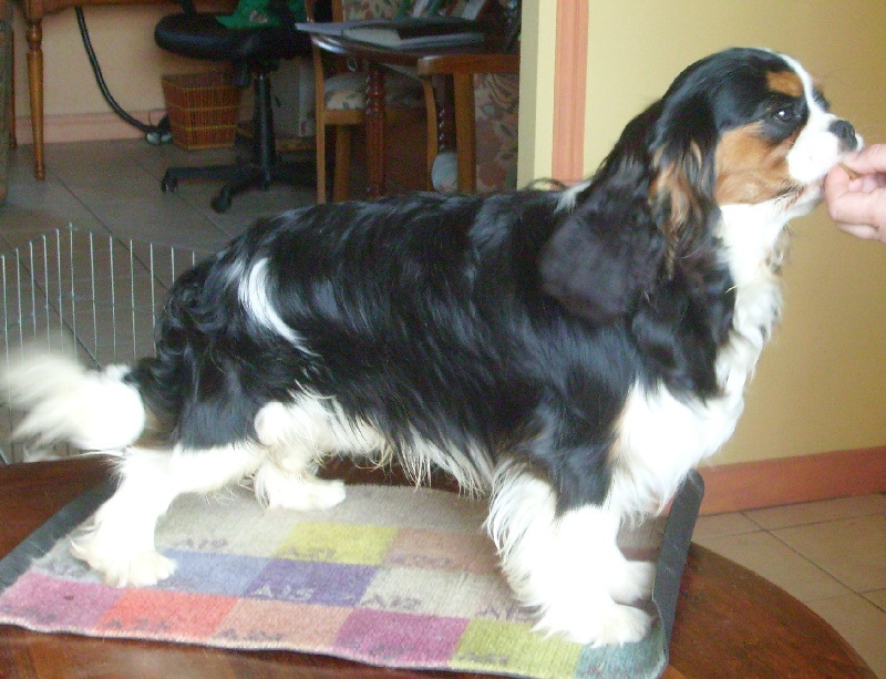 Dickens de Castelburry - 1er excellent classe jeune