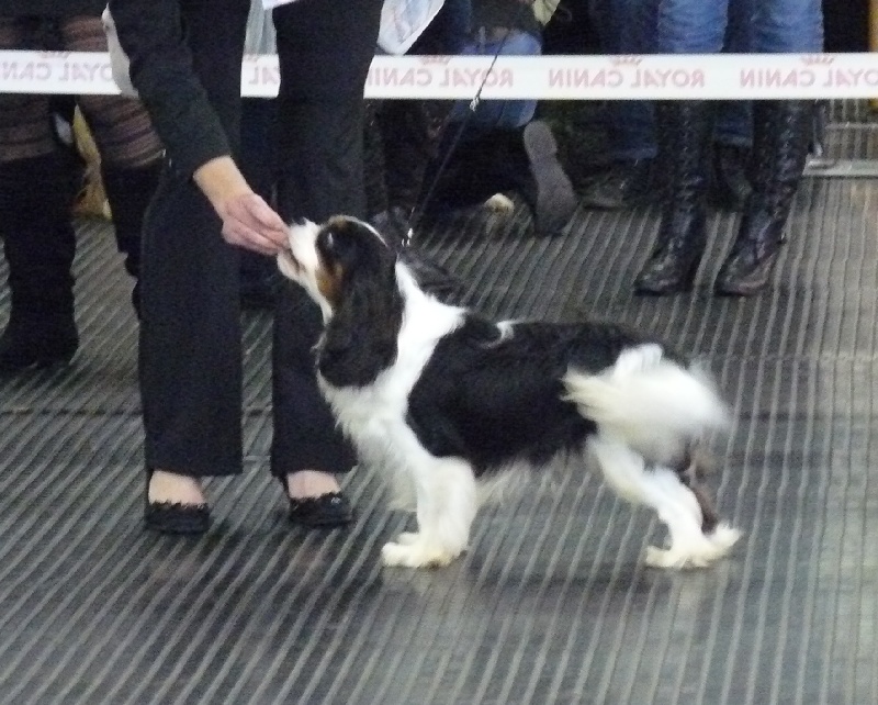 Gillingham de Castelburry - 3ème Excellent classe Jeune