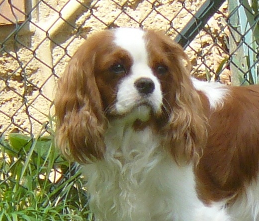 D'judith de Castelburry - Réserve CAC