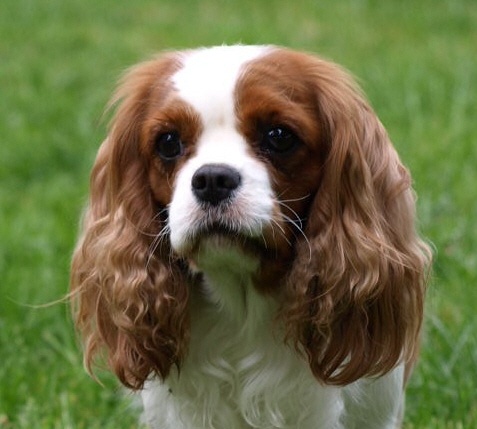 D'judith de Castelburry - 3ème Excellent