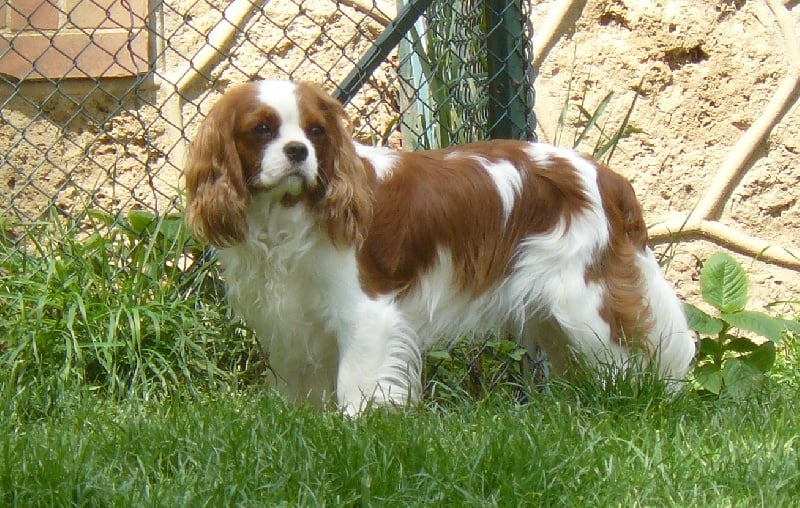 D'judith de Castelburry - 1er Excellent CAC CACIB