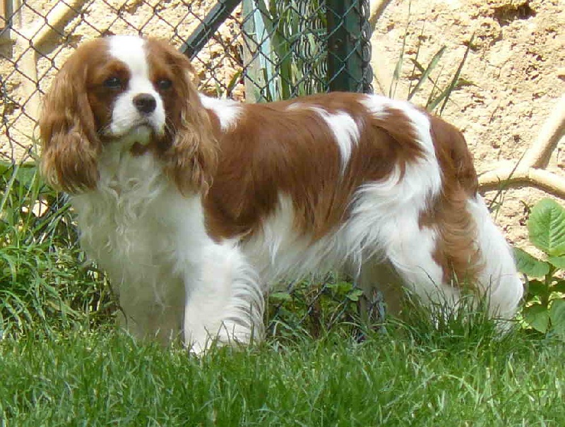 D'judith de Castelburry - CAC