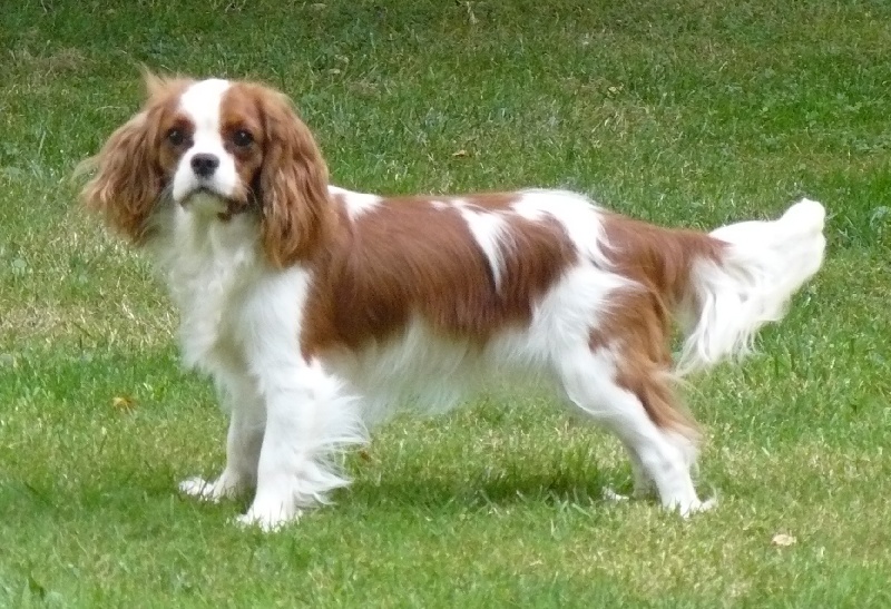 D'judith de Castelburry - 3eme Excellent en classe ouverte