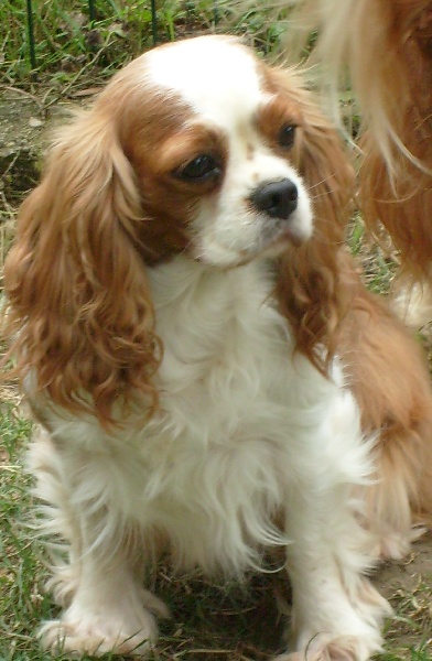 Ulyssia Des beylias - 2éme Excellent en classe VETERANT