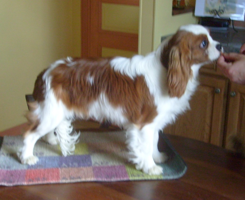 D'judith de Castelburry - 1er Excellent + meilleur jeune femelle