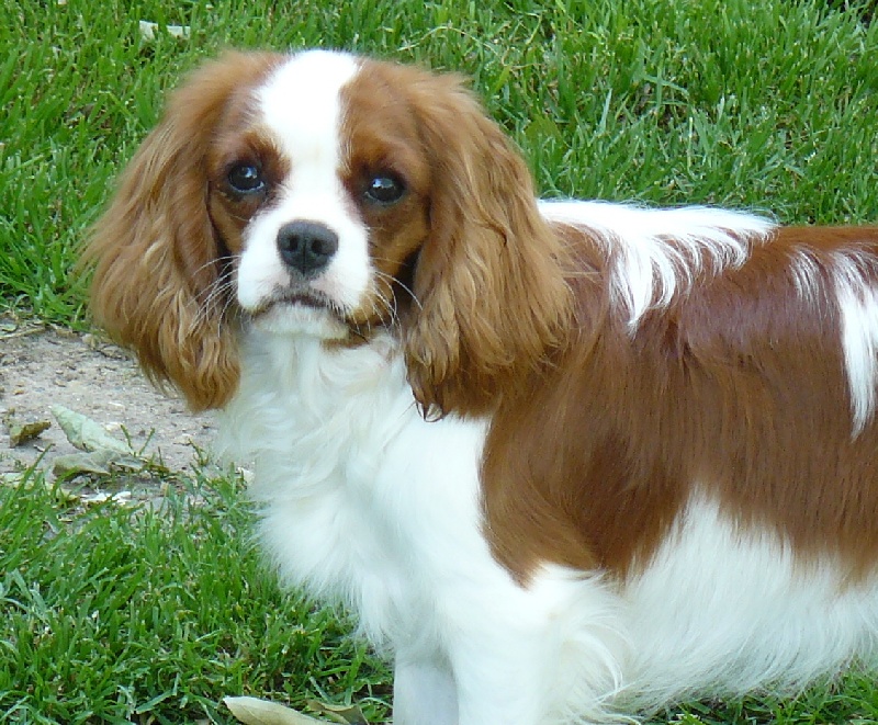 D'judith de Castelburry - 2eme Très Prometteur classe Puppy