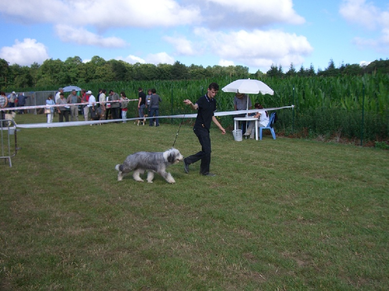 Colleen Dark Crystal (Sans Affixe) - Très Prometteur