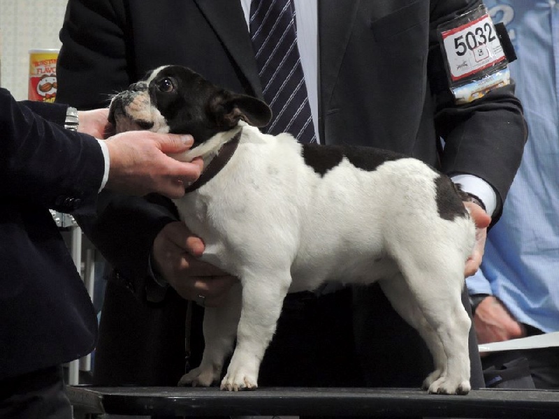 Iphnée des Caubes de la Morganeraie - Classe Jeune - 3ème EXC
