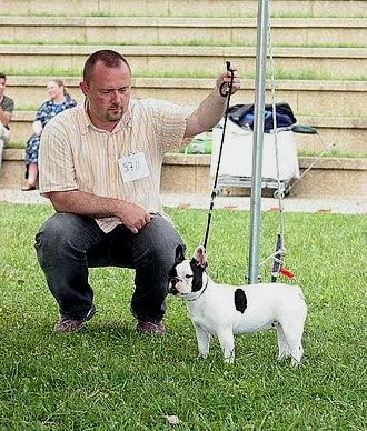 Baronne de l'Ecurie Royale - Très Prometteur - MEILLEUR PUPPY