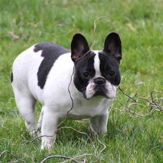 Iphnée des Caubes de la Morganeraie - Classe Jeune - 1ère EXC & Meilleure jeune Femelle
