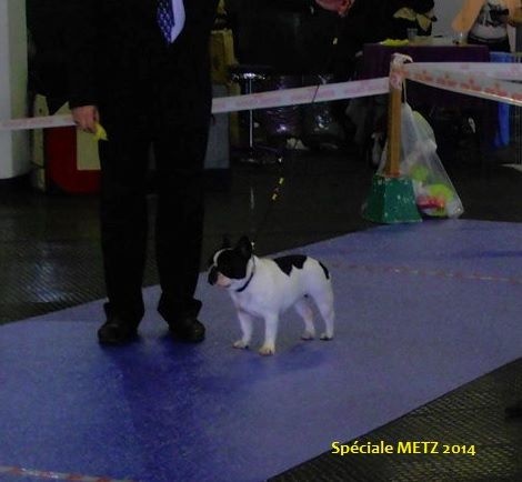 Iphnée des Caubes de la Morganeraie - 1ère EXC - CACS