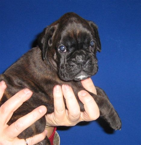 Publication : du câlin d'acier