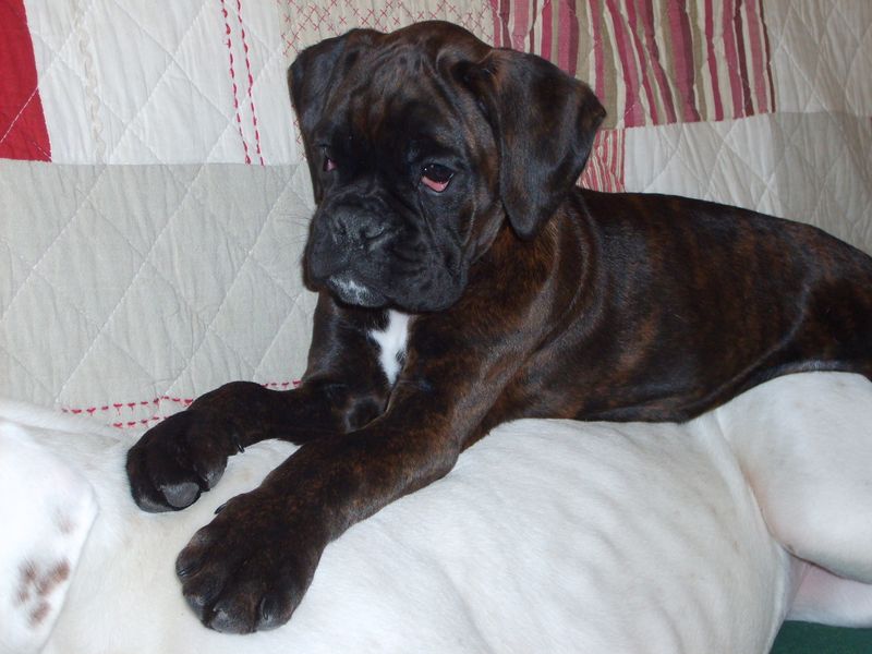 Publication : du câlin d'acier