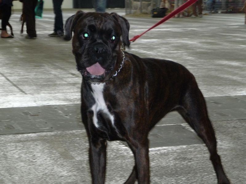 Cannelleskaïa des clefs de Séphire - Très Bon