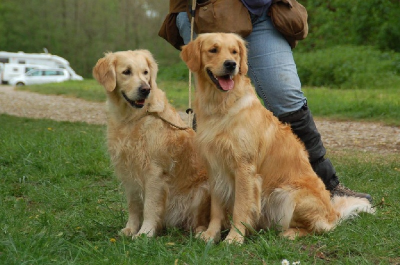 TR. Eone des Mielles du Cap Hôgan - 2ème Excellent - Classe Travail