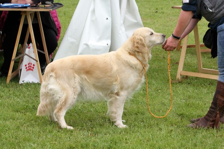 TR. Eone des Mielles du Cap Hôgan - 2ème Excellent - Classe Vétéran