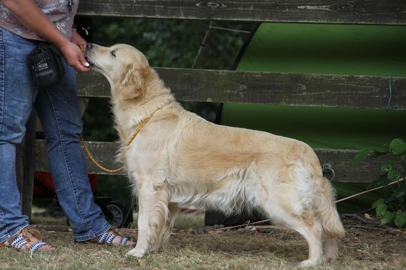 TR. Eone des Mielles du Cap Hôgan - 2ème Excellent - Classe Vétéran