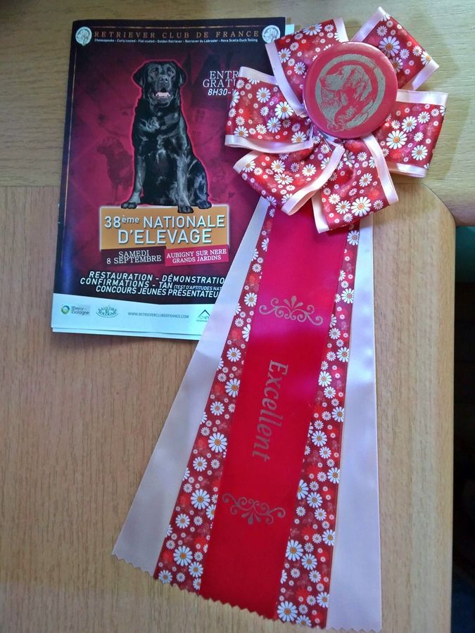 TR. Eone des Mielles du Cap Hôgan - 2ème Excellent - Classe Vétéran