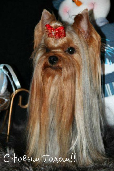 Publication : des Grappes Noires Auteur : Irina Kuznetsova