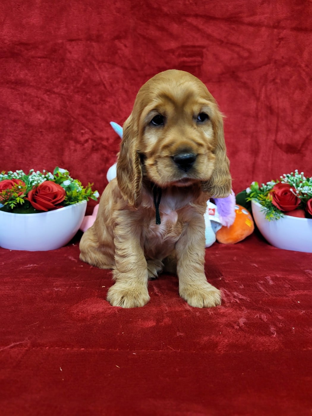 Publication : du domaine de Std Gladyce