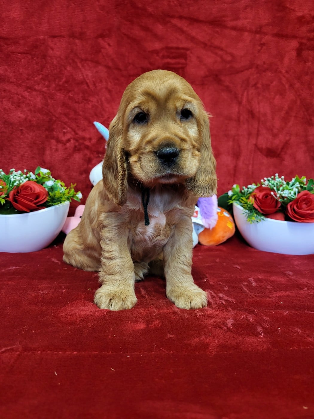 Publication : du domaine de Std Gladyce