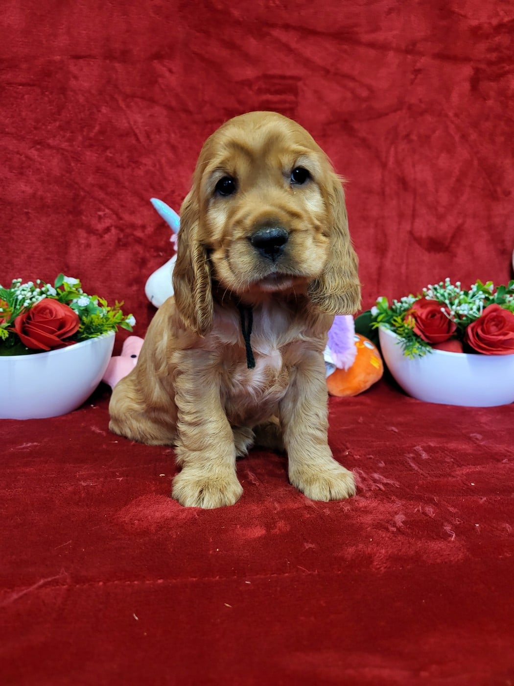 Publication : du domaine de Std Gladyce