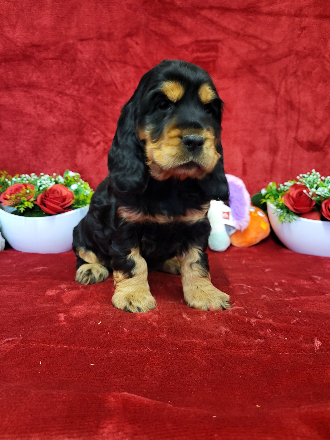 Publication : du domaine de Std Gladyce