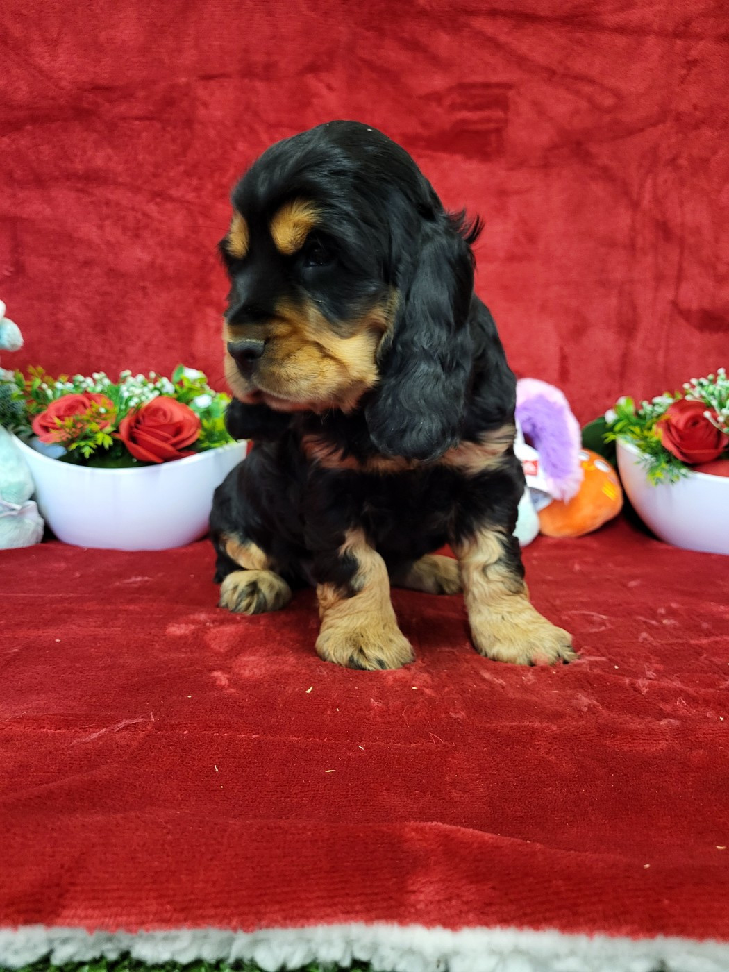 Publication : du domaine de Std Gladyce