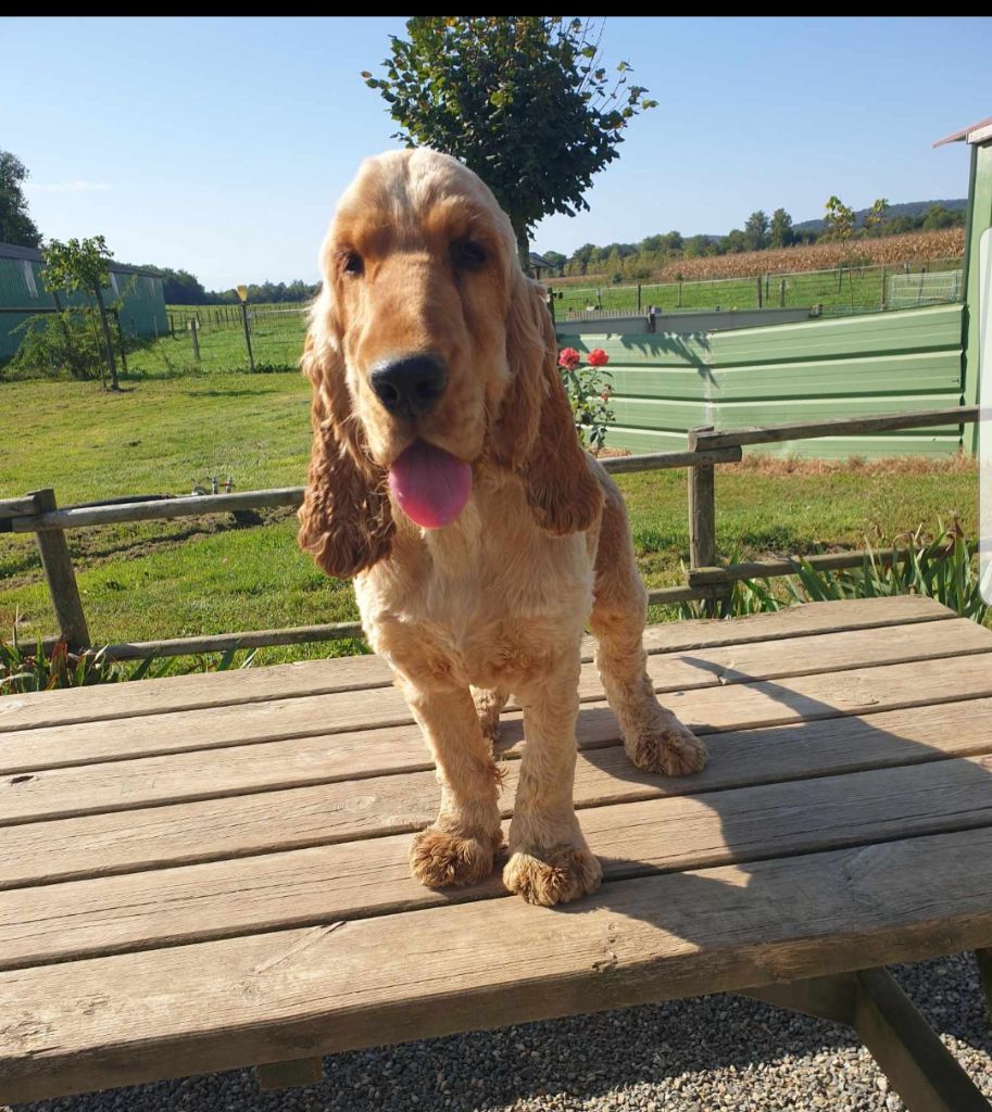 Publication : Du Pech De La Ginestelle