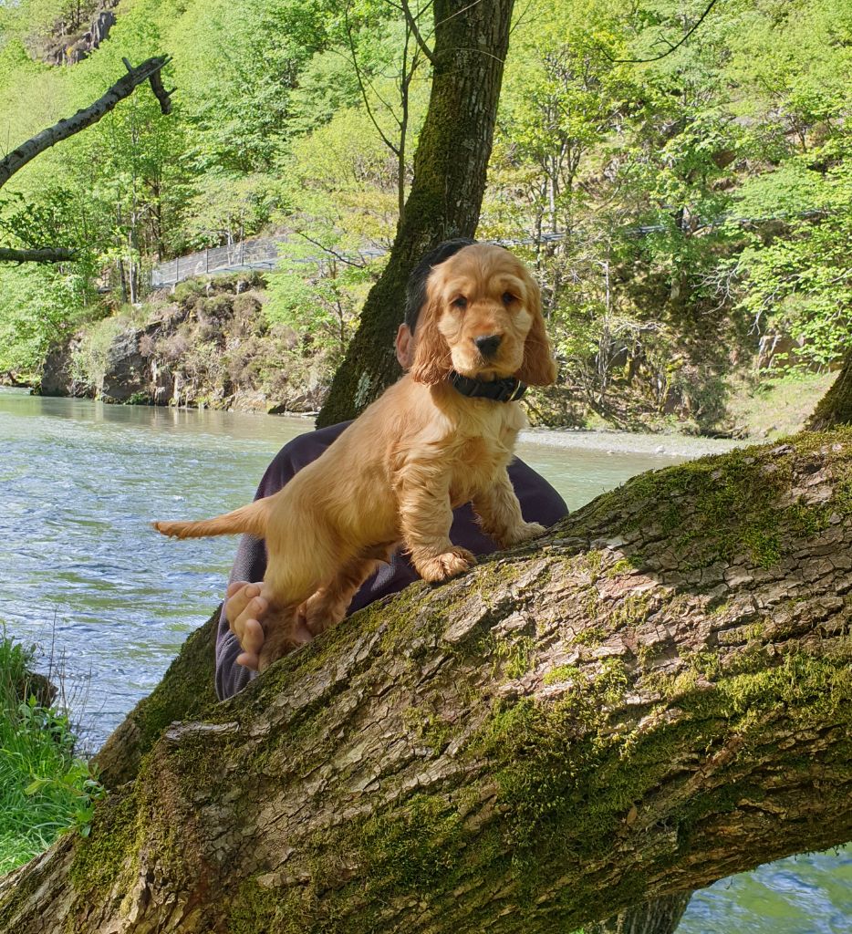 Publication : Du Pech De La Ginestelle