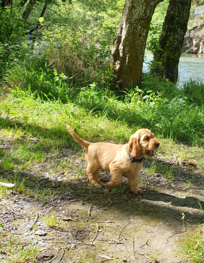 Publication : Du Pech De La Ginestelle