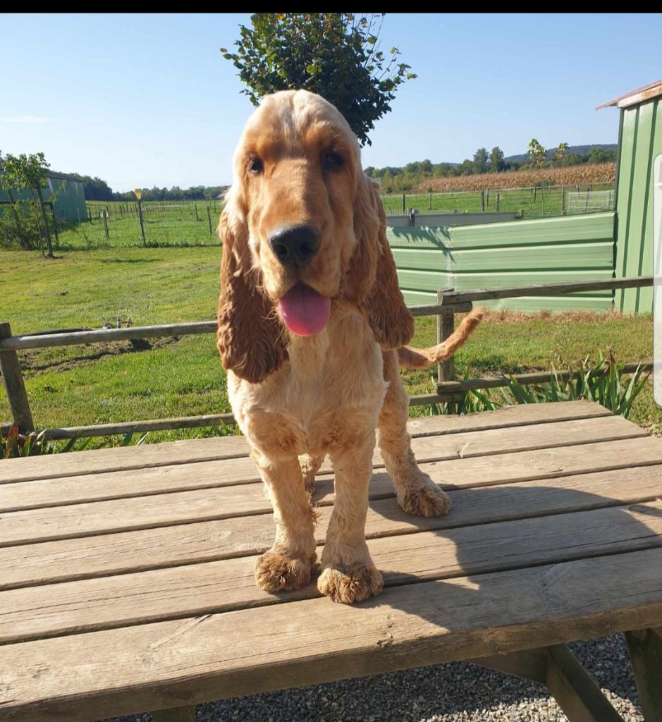 Publication : Du Pech De La Ginestelle