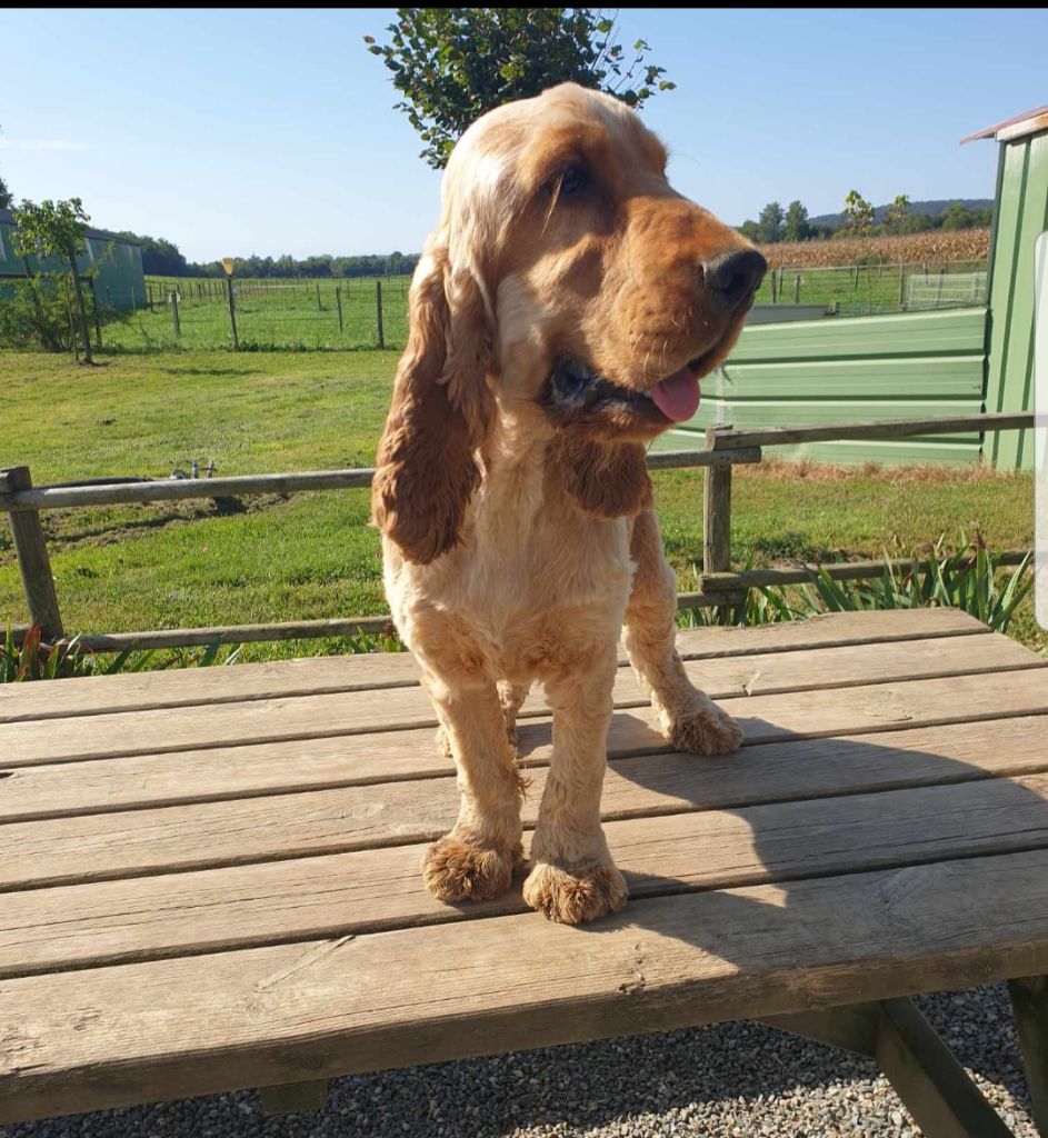 Publication : Du Pech De La Ginestelle