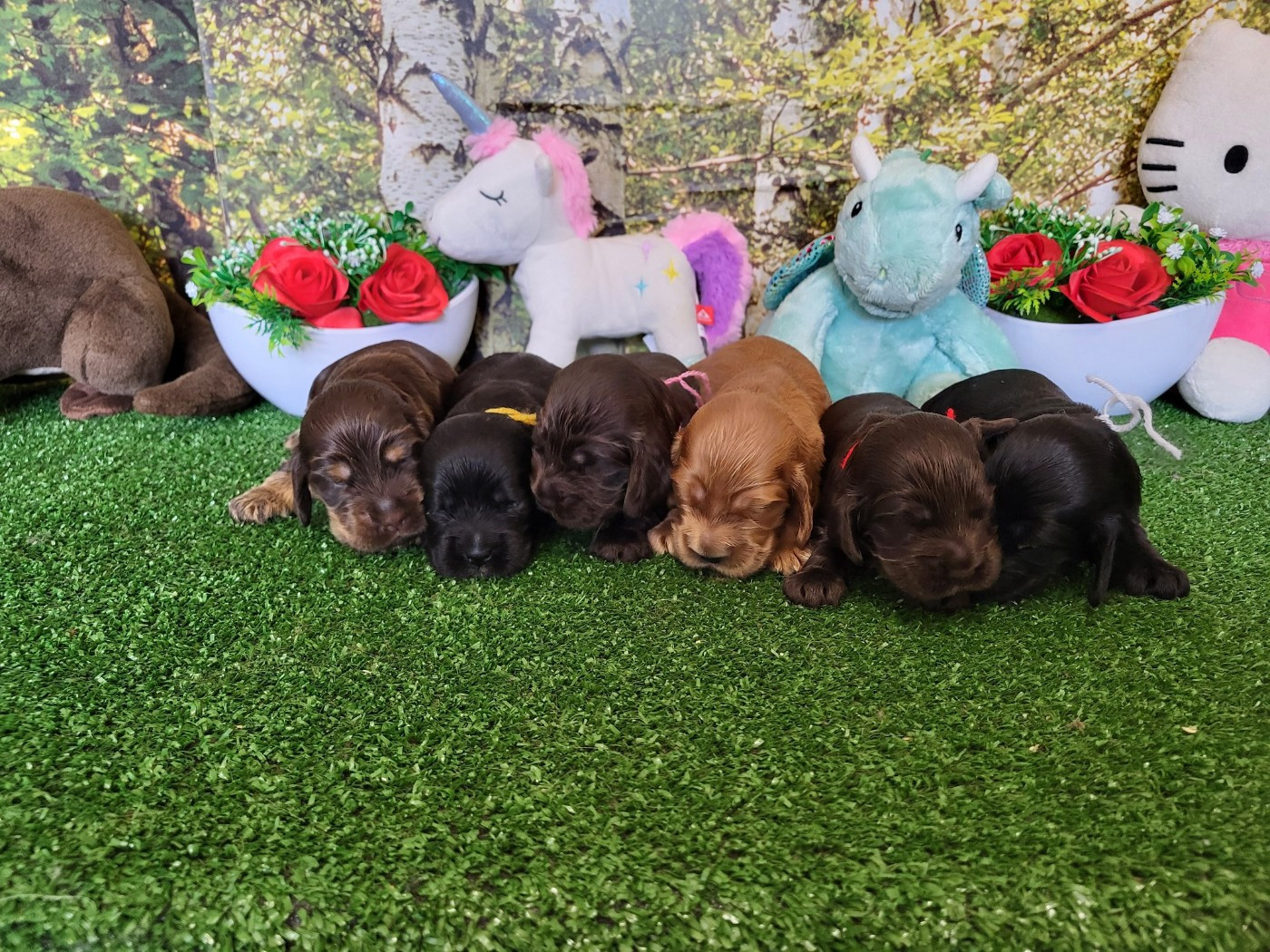 Chiot  Cocker Spaniel Anglais