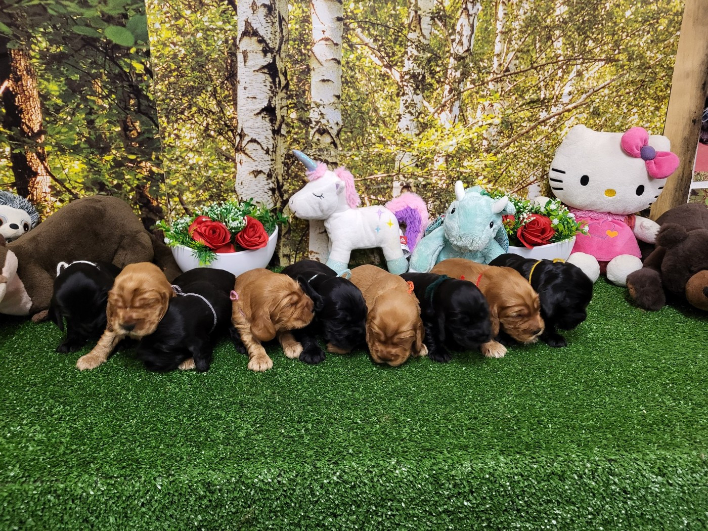 Chiot  Cocker Spaniel Anglais