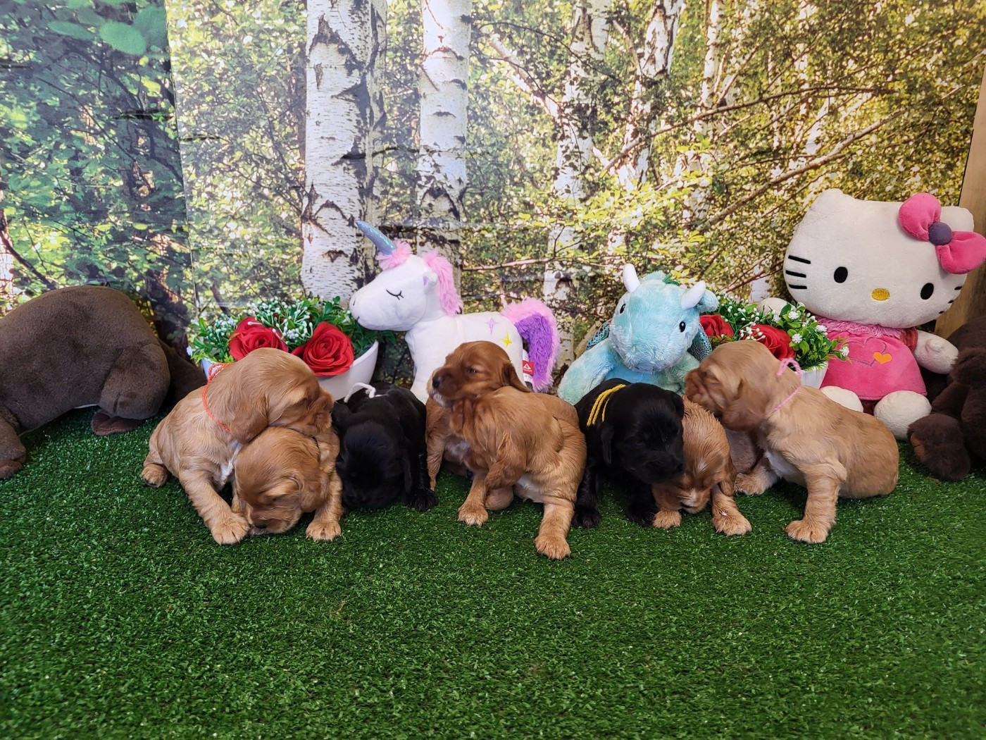 Chiot  Cocker Spaniel Anglais