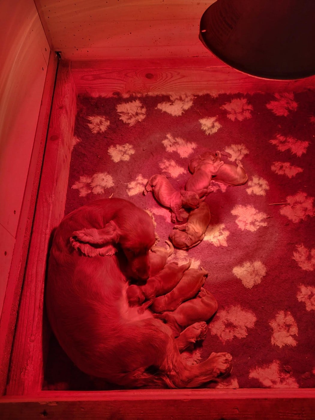 Cocker Spaniel Anglais - du domaine de Std Gladyce