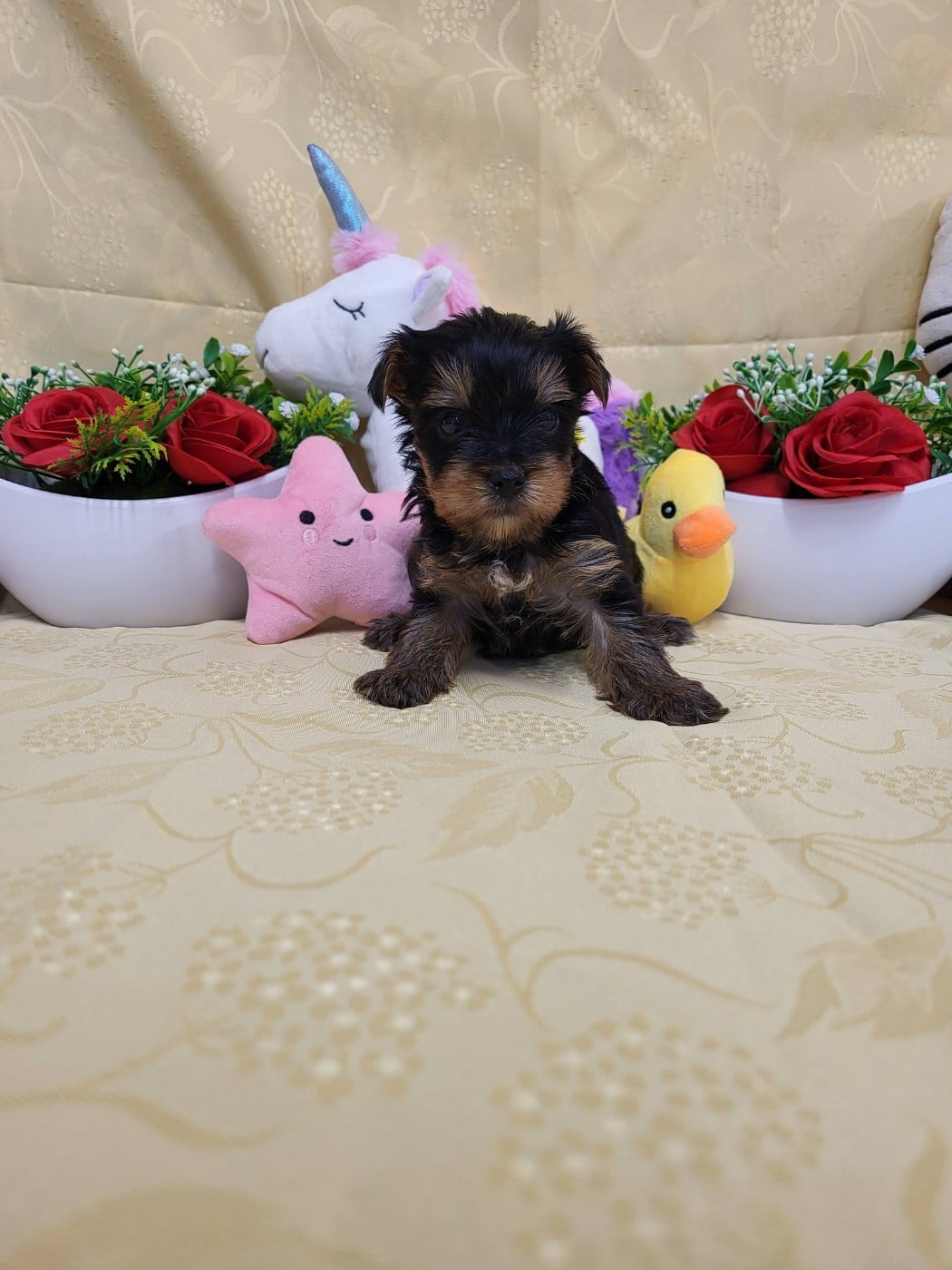 A.......... du domaine de st gladyce !!!