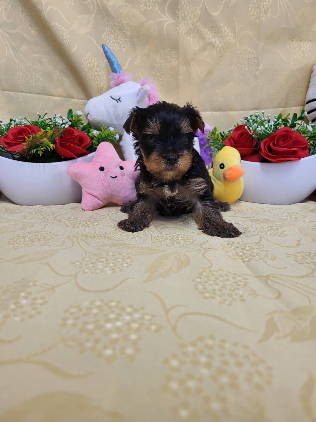 A.......... du domaine de st gladyce !!!