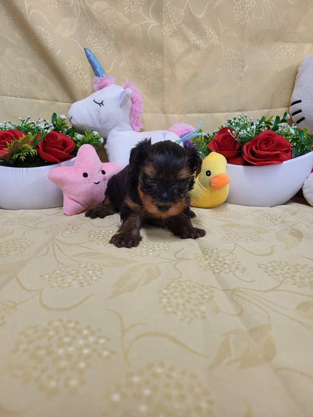 A.......... du domaine de st gladyce !!!