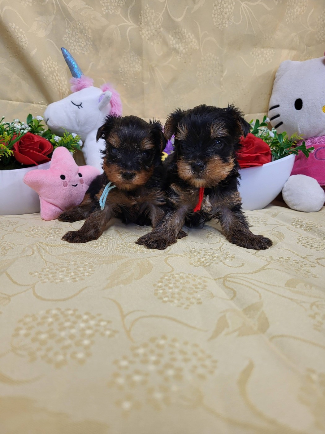 Yorkshire Terrier - du domaine de Std Gladyce