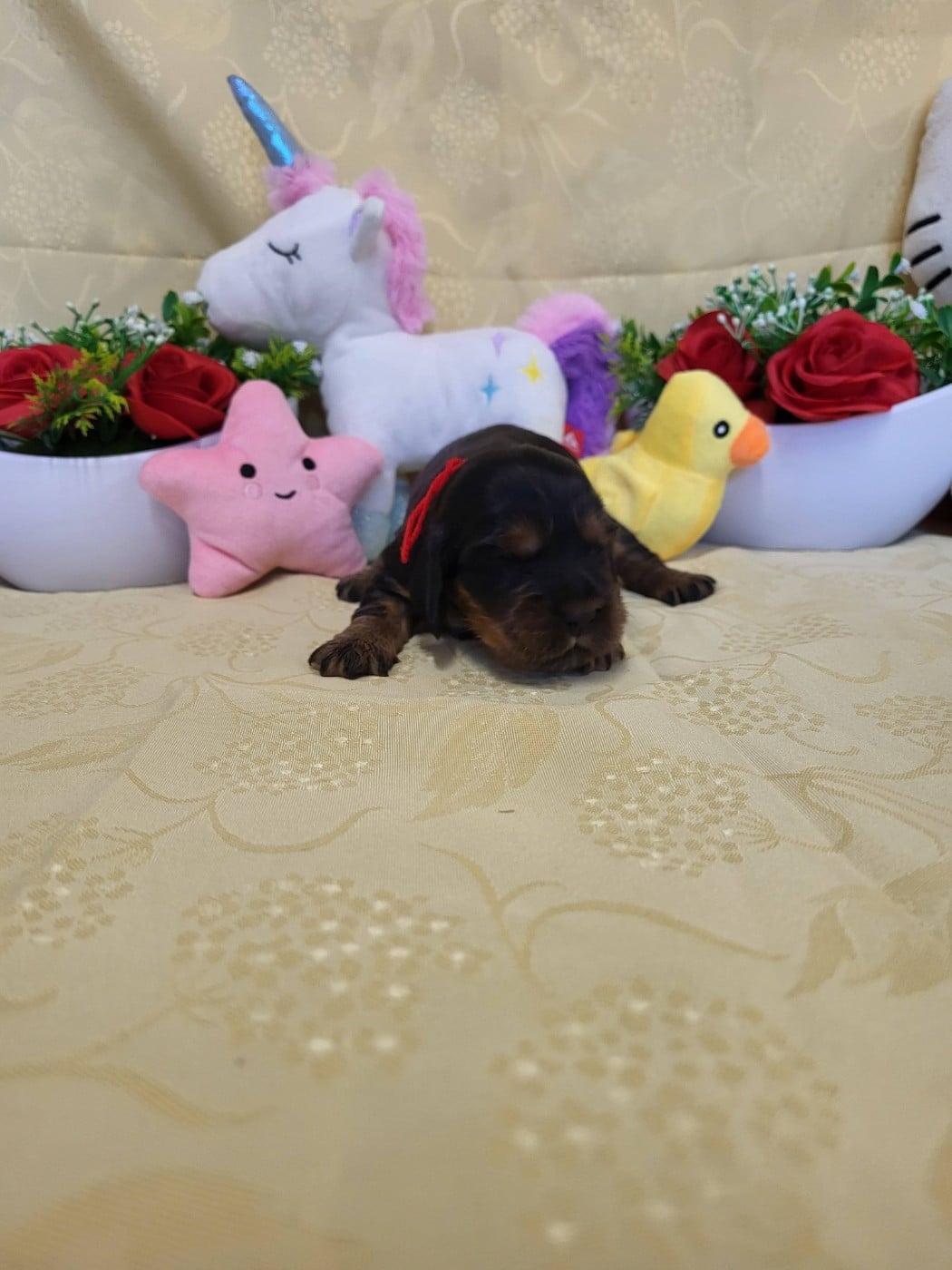 A.......... du domaine de st gladyce !!!