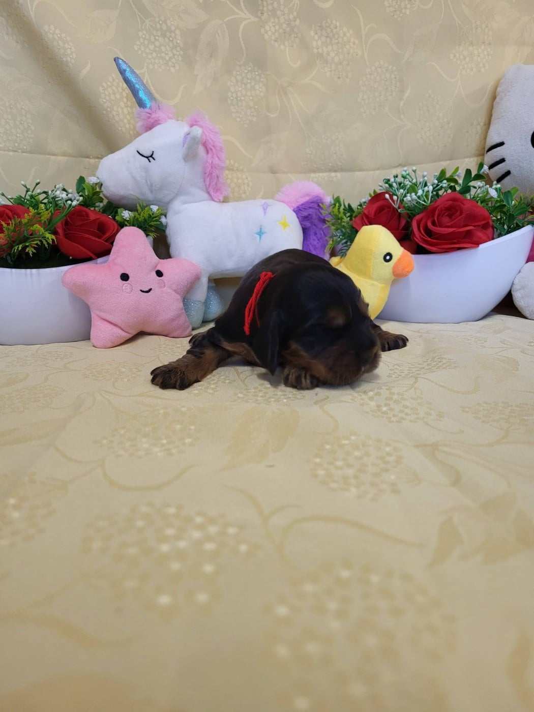 A.......... du domaine de st gladyce !!!