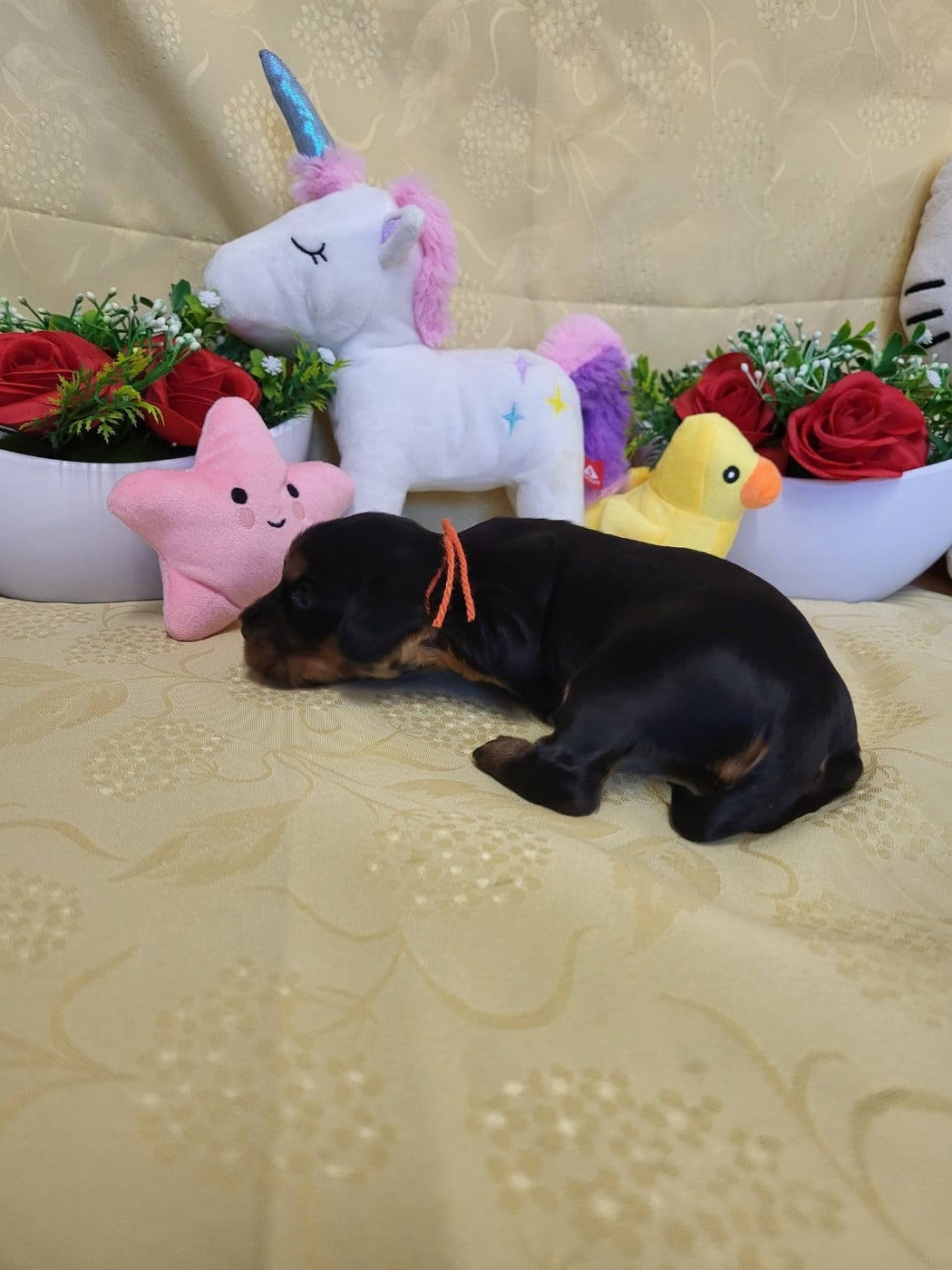 A.......... du domaine de st gladyce !!!