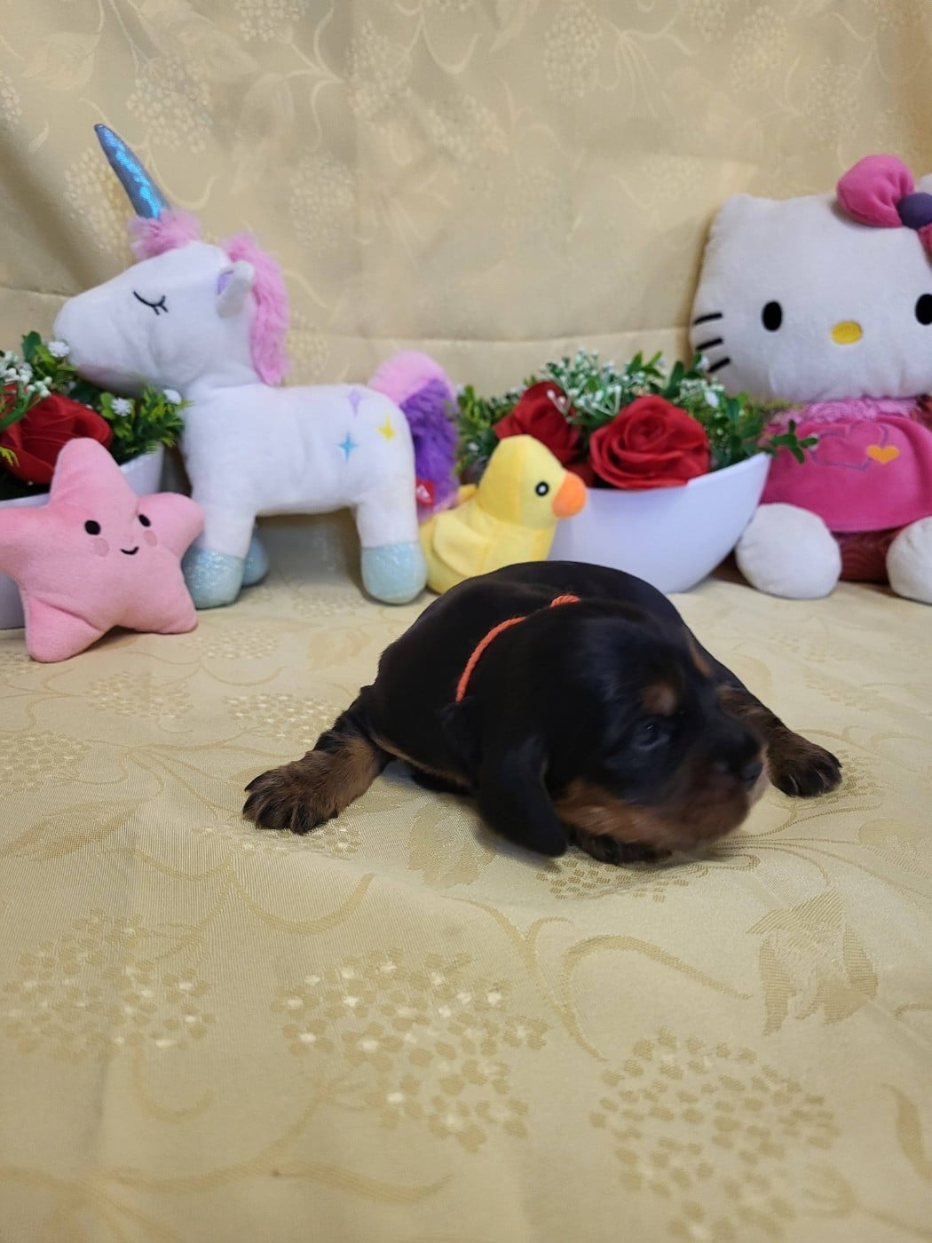 A.......... du domaine de st gladyce !!!