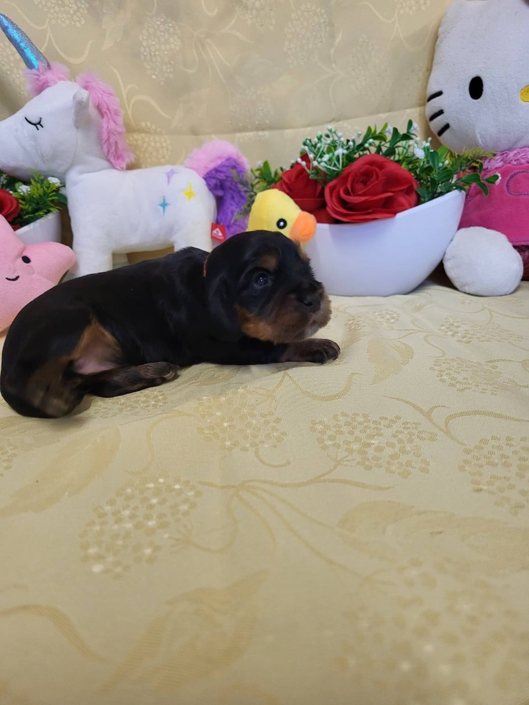 A.......... du domaine de st gladyce !!!