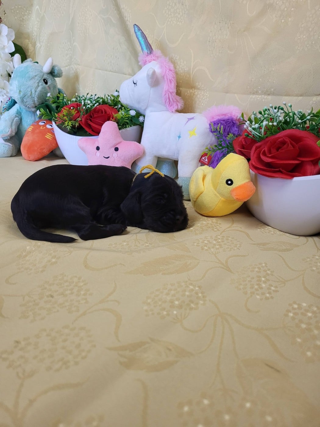 A.......... du domaine de st gladyce !!!