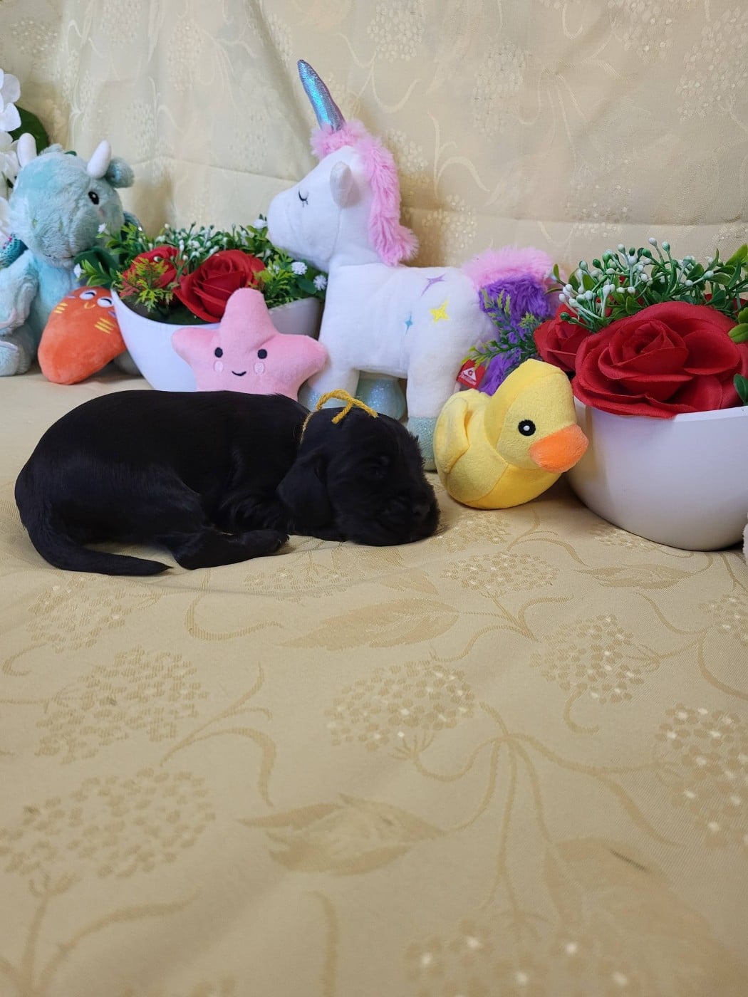 A.......... du domaine de st gladyce !!!